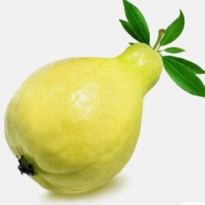 Guava/Amrood - Larkhana