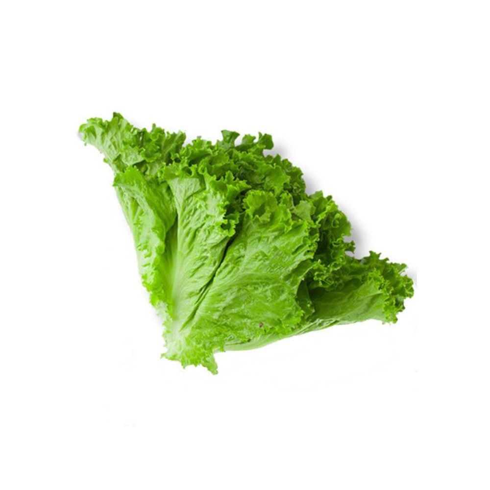 Lettuce Leaves/Salad Patta
