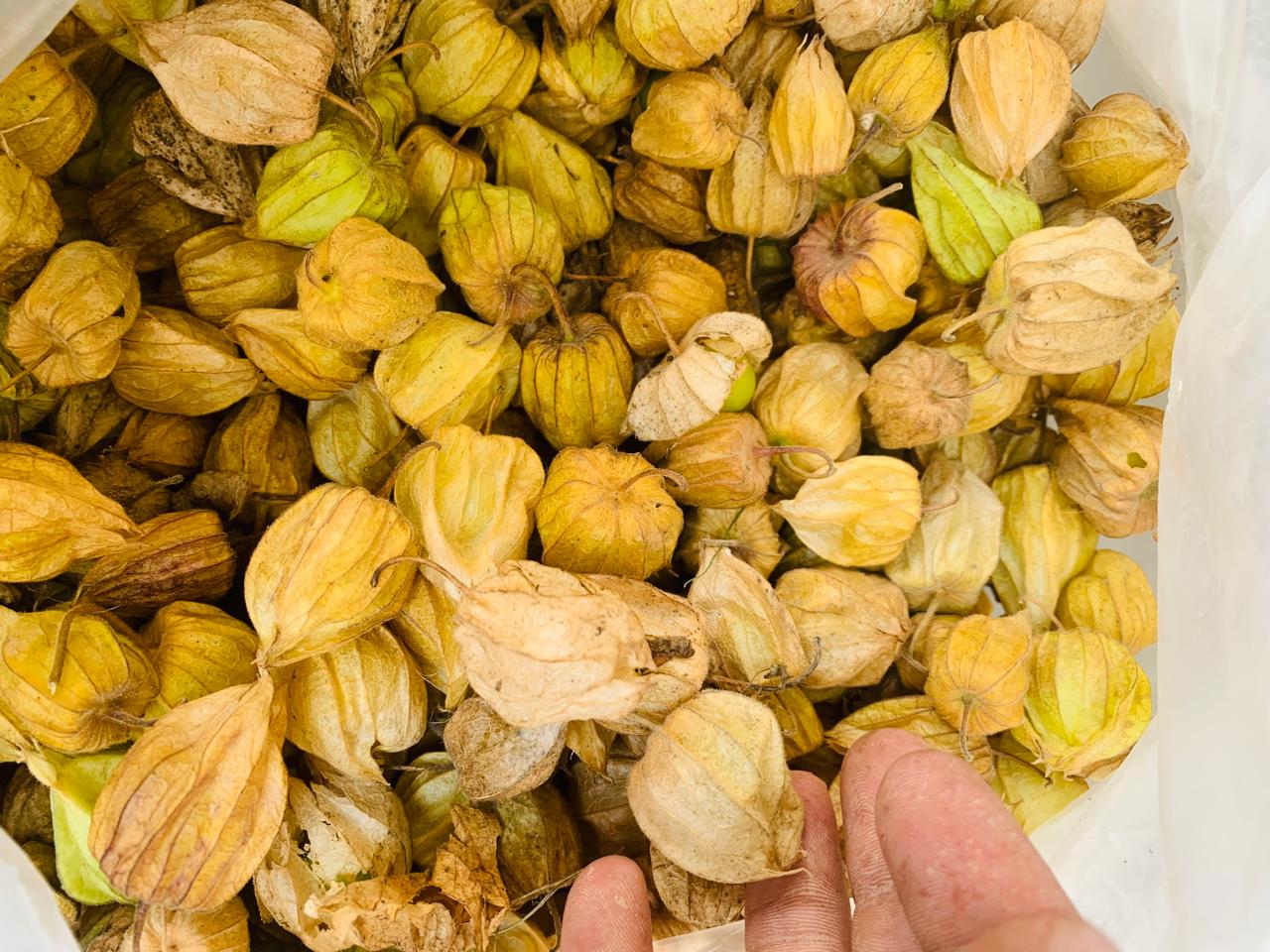 Cape Gooseberry - Image 2